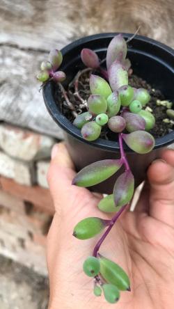 Perene: Crassothona capenis / Ruby necklace 